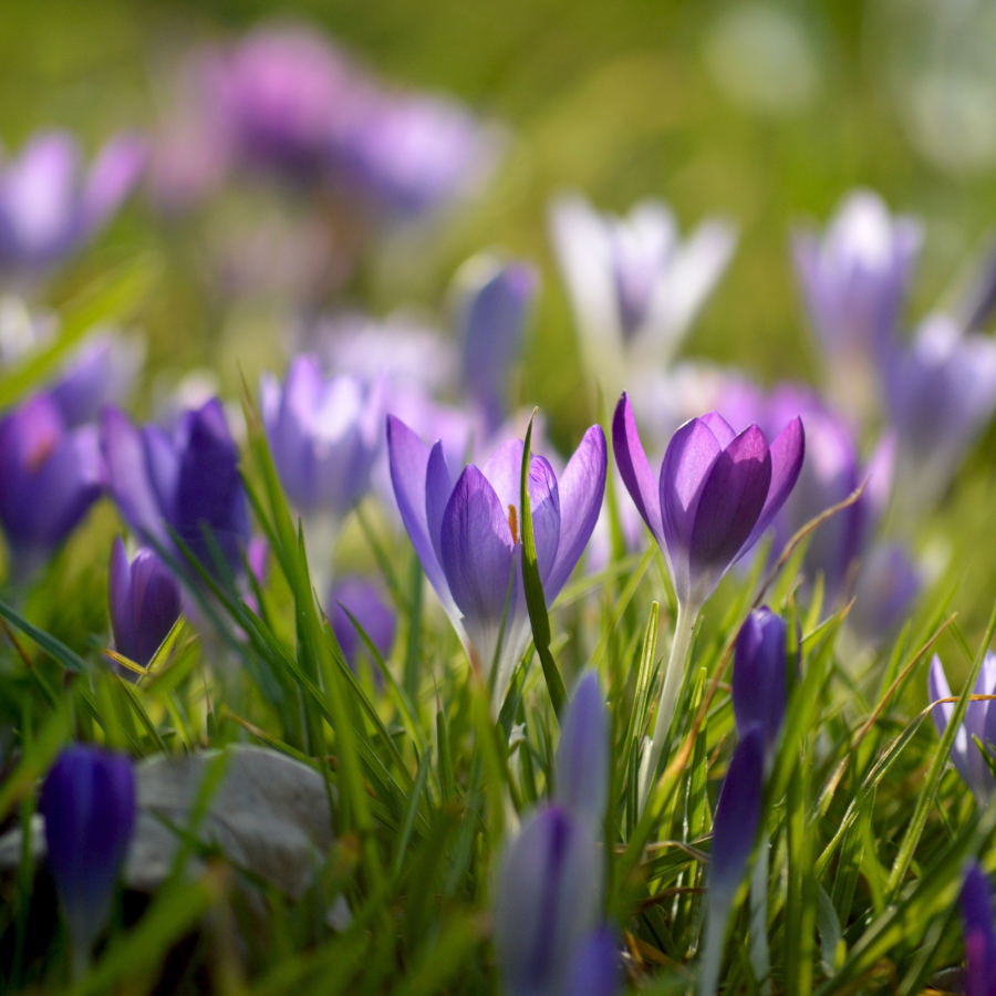 The Slow Miracle of&nbsp;Spring