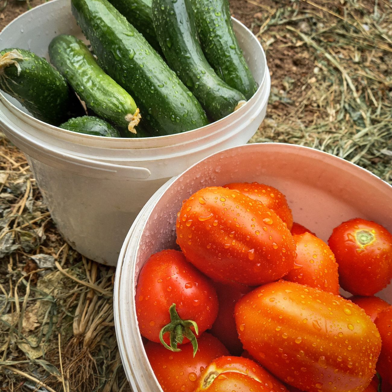 Back to Church, Back to School, and Time to Harvest